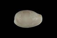 藏品(梨皮寶螺)的圖片